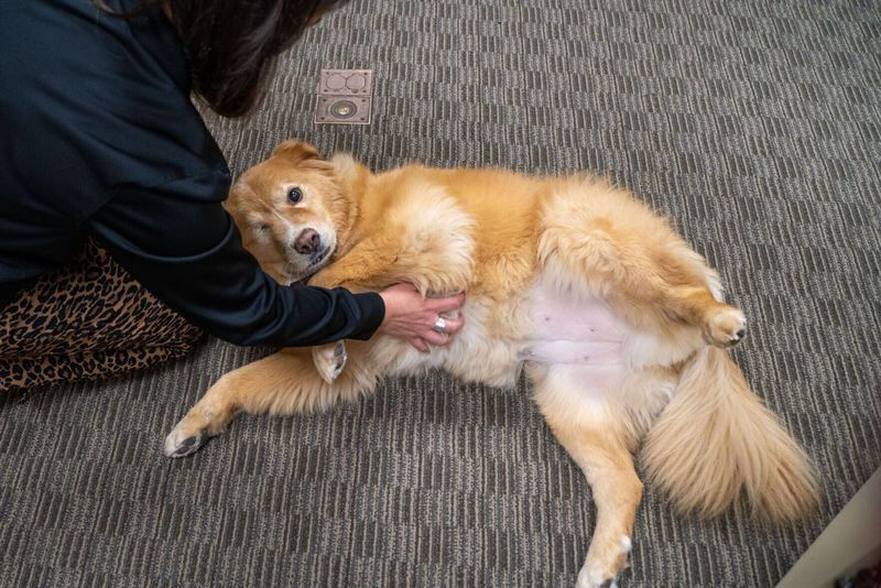 Sheriff's Department adopts abandoned dog